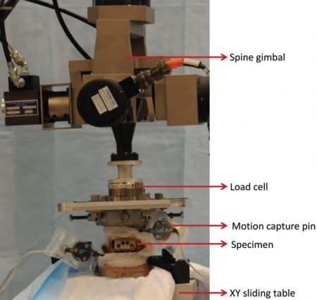 Figure 3: An example experimental setup. A reconstructed spine specimen is connected to a sliding XY table at the bottom and spine gimbal with 6-axis load cell on top. 