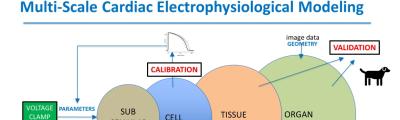 Multi-Scale Cardiac Electrophysiological Modeling