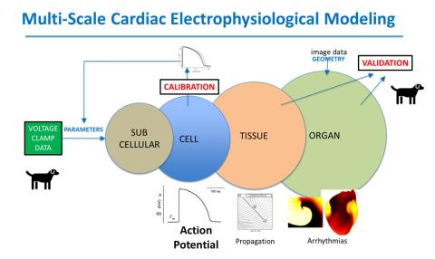 Multi-Scale Cardiac Electrophysiological Modeling