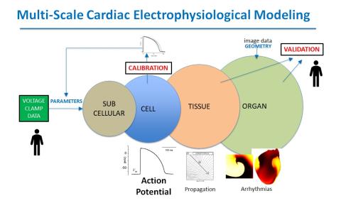 Multi-Scale Cardiac Electrophysiological Modeling