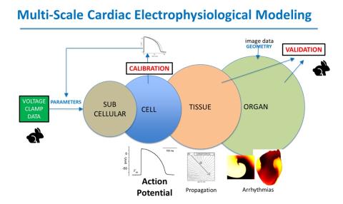 Multi-Scale Cardiac Electrophysiological Modeling