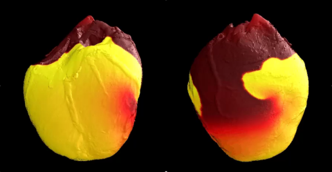 Cardiac-Elect_Model_Soft
