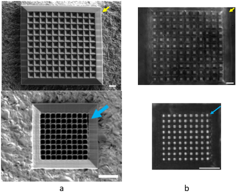 SEM images of A9 